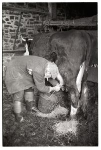 Reg Holland milking by James Ravilious