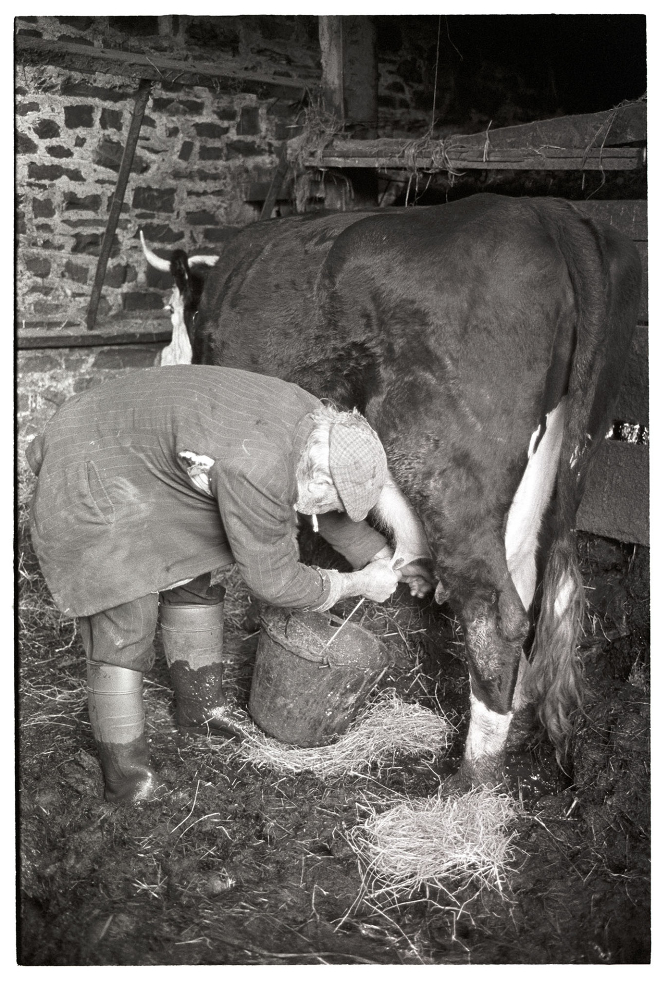 Farmer milking cow by hand. 
[Reg Holland milking a horned cow by hand in a mucky barn at Newhouse, Ashreigney. He is also smoking a cigarette.]