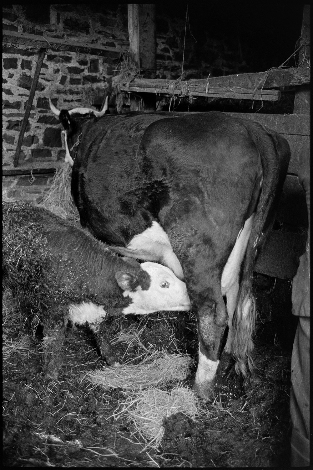 Farmer looking at calf and milking cow by hand, calf suckling. 
[A calf suckling a cow in a stone barn at Newhouse, Ashreigney.]