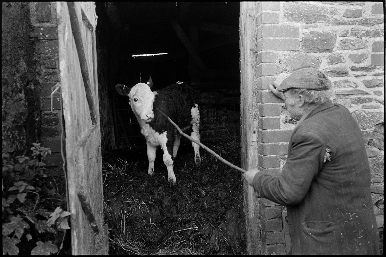 Farmer looking at calf and milking cow by hand, calf suckling. 
[Reg Holland looking at a calf in a stone barn at Newhouse, Ashreigney.]