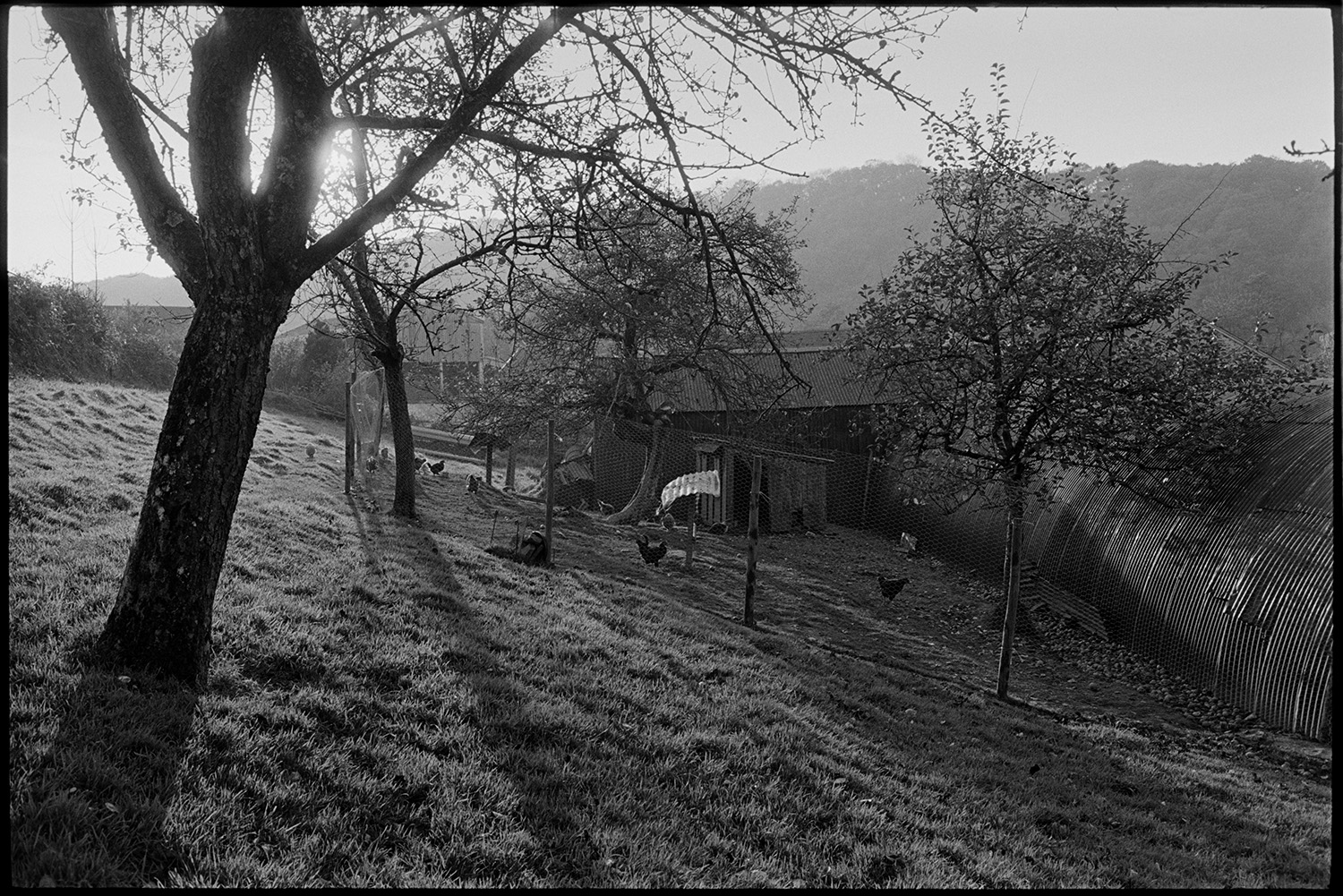 Orchard with chicken run. 
[Chickens in a chicken run with corrugated iron sheds in an orchard at Cawseys Meethe, Kings Nympton.]