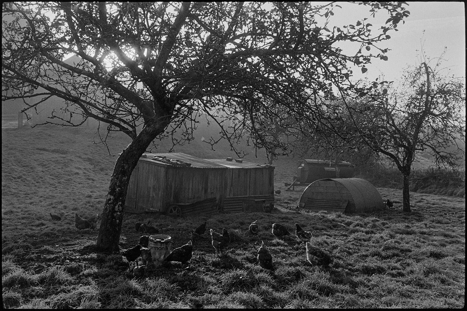 Orchards, Devon, farm orchard with chickens. 
[Hens in a orchard at Cawseys Meethe, Kings Nympton. Wooden and corrugated iron hen houses and coops are also visible in the field.]