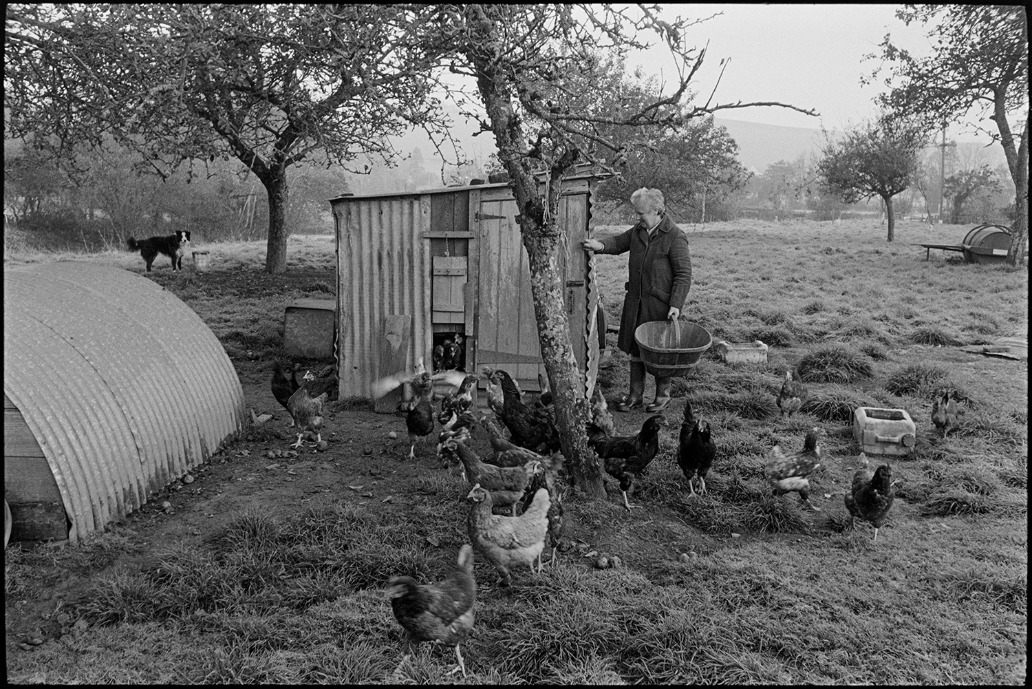 Woman farmer feeding poultry in orchard, dog. 
[A woman feeding chickens in an orchard at Cawseys Meethe, Kings Nympton. Two hen houses are visible with a stone water trough. A dog can also be seen in the background.]