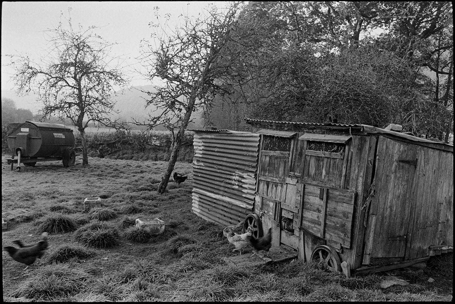 Woman farmer feeding poultry in orchard, dog. 
[Chickens outside a wooden hen house with wheels in a orchard at Cawseys Meethe, Kings Nympton. A muck spreader can be seen in the background.]