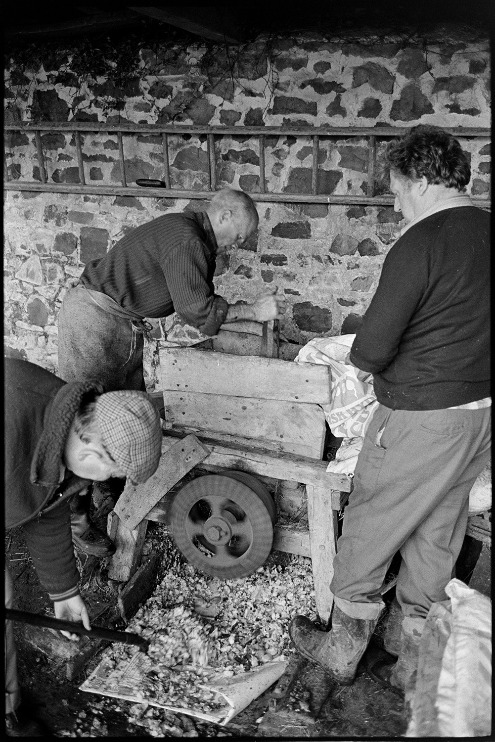 Orchards, Devon, man operating cider press, making cheese, crushing cider apples. 
[Bill Hammond, on the left, and another man, pulping apples in an apple crusher, in a stone barn at Rashleigh Mill, Bridge Reeve. Another man is shovelling the pulp to the cider press. A ladder is hung on the wall in the background.]