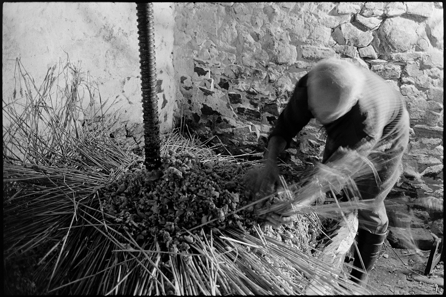 Orchards, Devon, man operating cider press, making cheese, crushing cider apples. 
[Bill Hammond making the cheese or layers of apple pulp and straw, on a cider press, in a barn at Rashleigh Mill Bridge Reeve.]