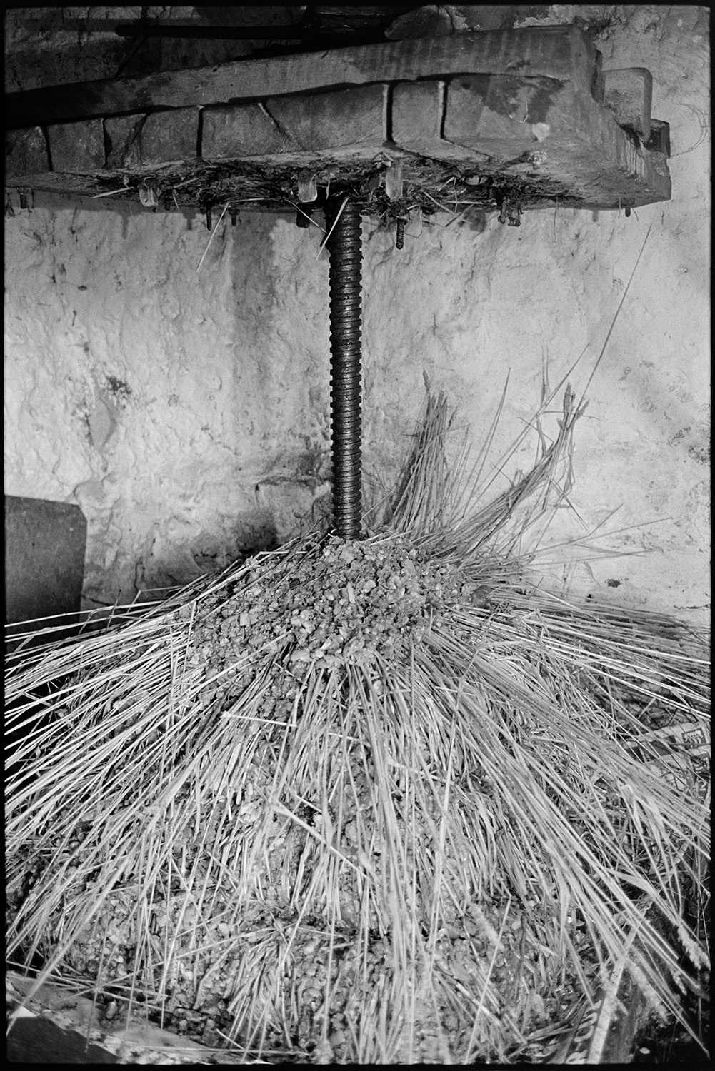 Orchards, Devon, man operating cider press, making cheese. 
[The cheese, layers of apple pulp and straw, on a cider press in a barn at Rashleigh Mill, Bridge Reeve.]