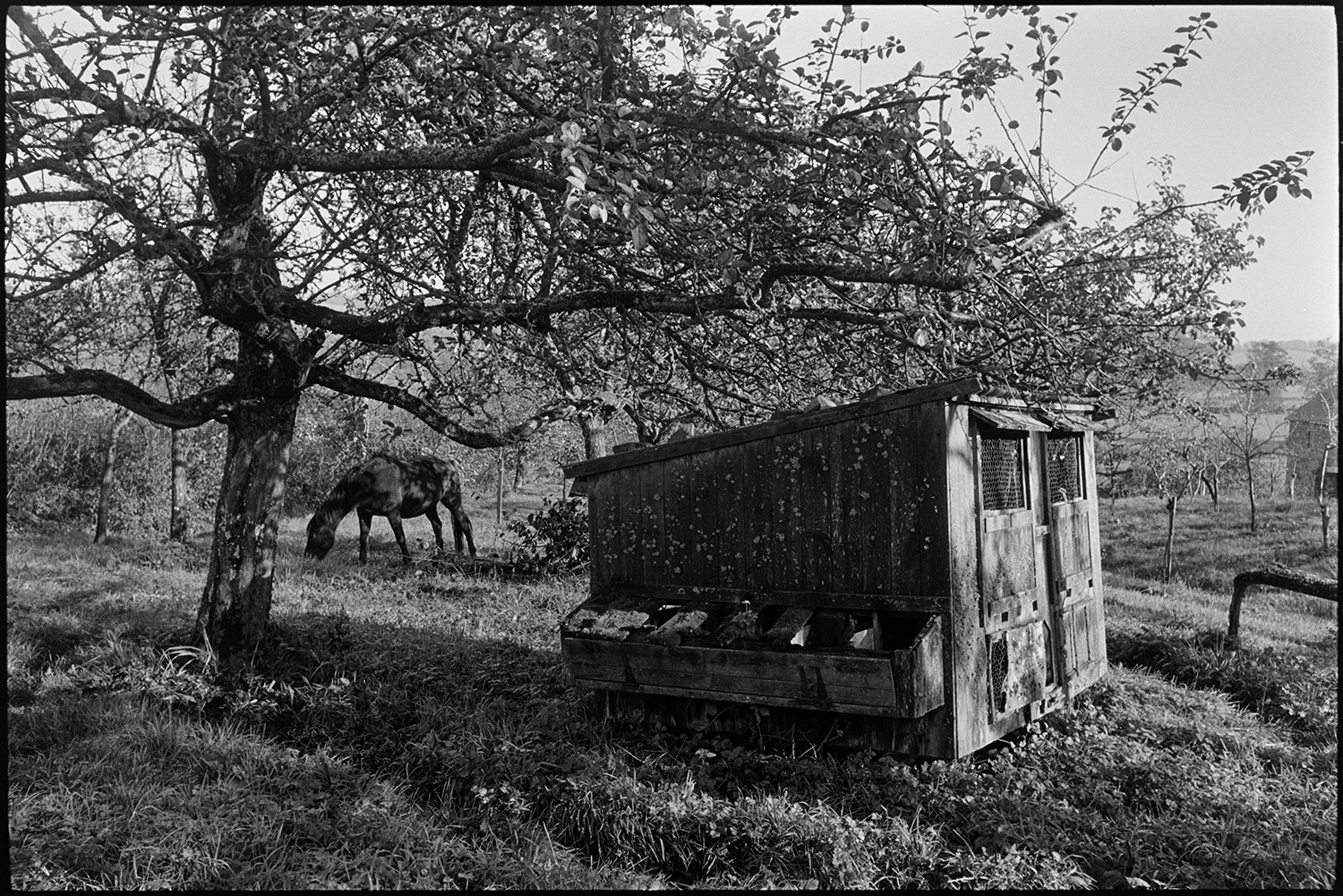 Orchards, Devon, poultry house and horse in orchard. 
[A wooden poultry house in an orchard at Rashleigh Mill, Bridge Reeve. A horse is grazing in the orchard in the background.]