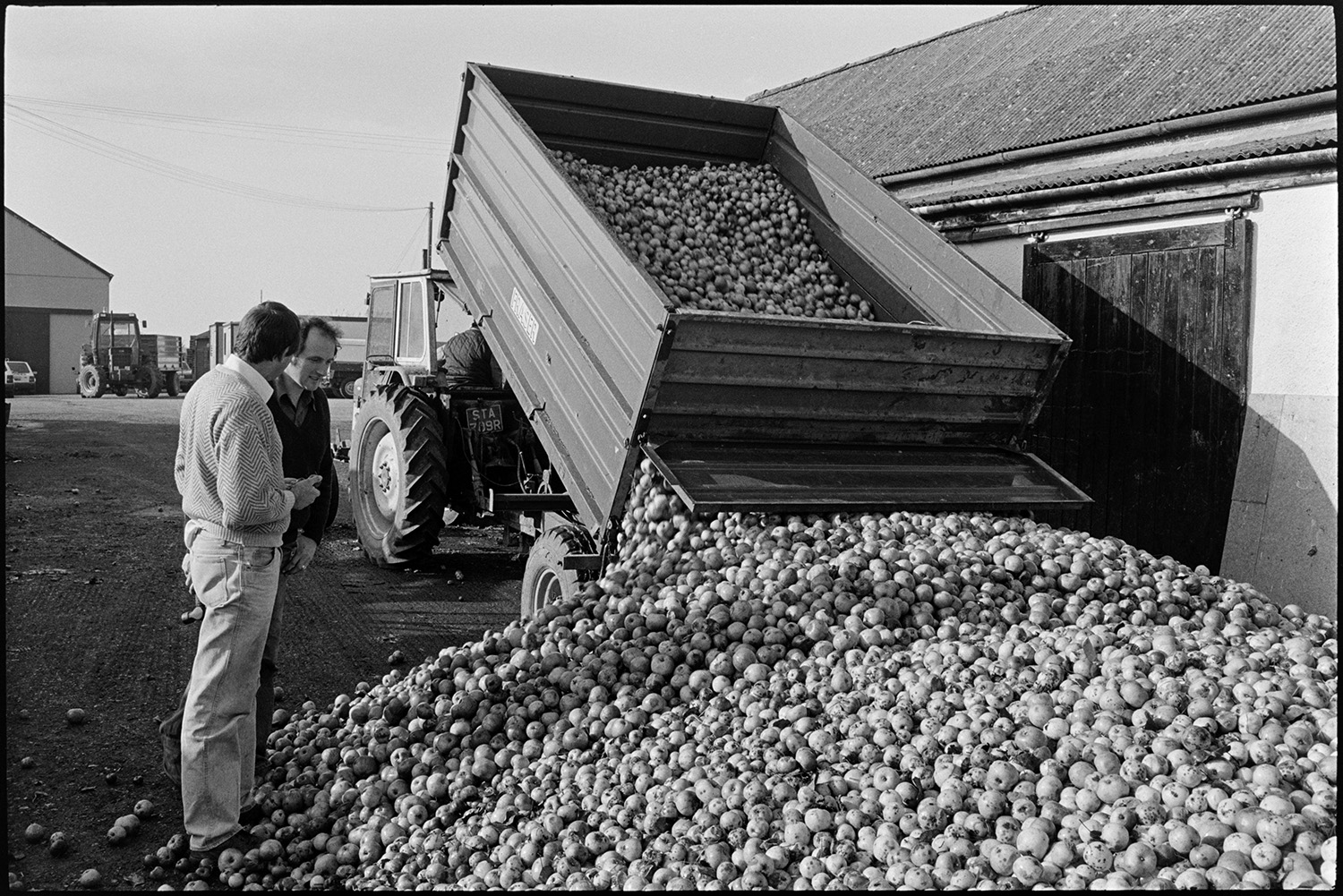 Orchards, Devon, cider press in factory, apples arriving on trailer. 
[A tractor and trailer delivering a load of apples outside a barn at Sam inch's cider factory in Winkleigh.]