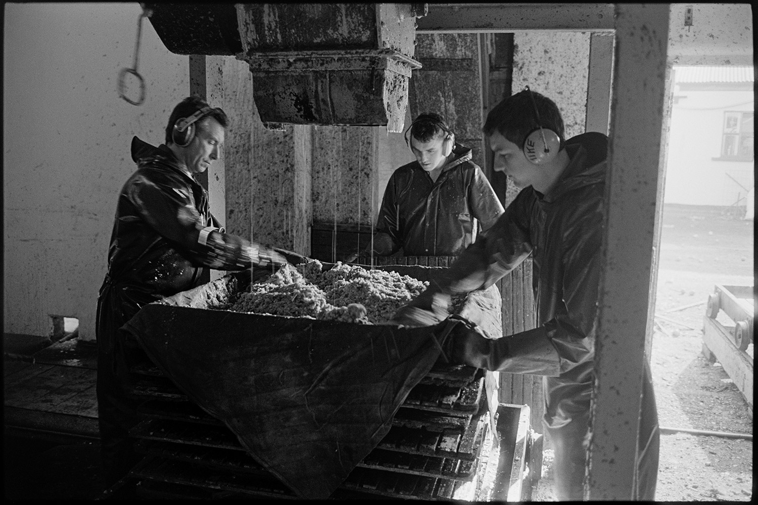 Orchards, Devon, cider press in factory, apples arriving on trailer. 
[Three men putting apple pulp into a cider press at Sam Inch's cider factory at Winkleigh. They are wearing ear defenders.]