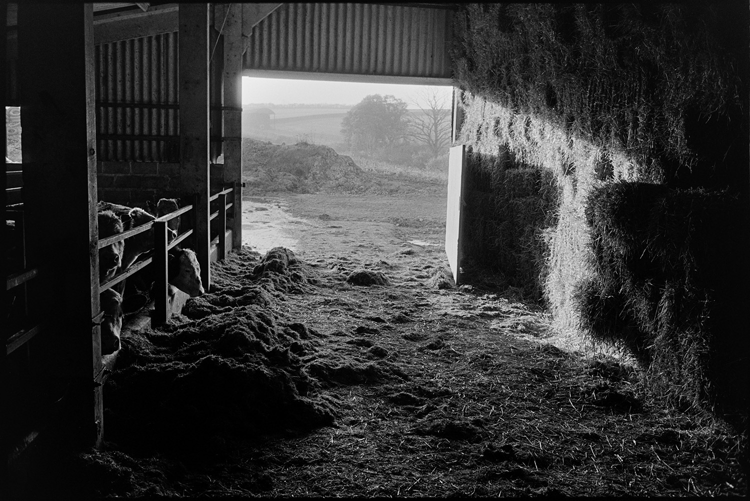 Interior of barn with cattle feeding. 
[Cattle eating hay or silage in a barn at Spittle Farm, Chulmleigh. On the opposite side of the barn are stacks of hay bales.]