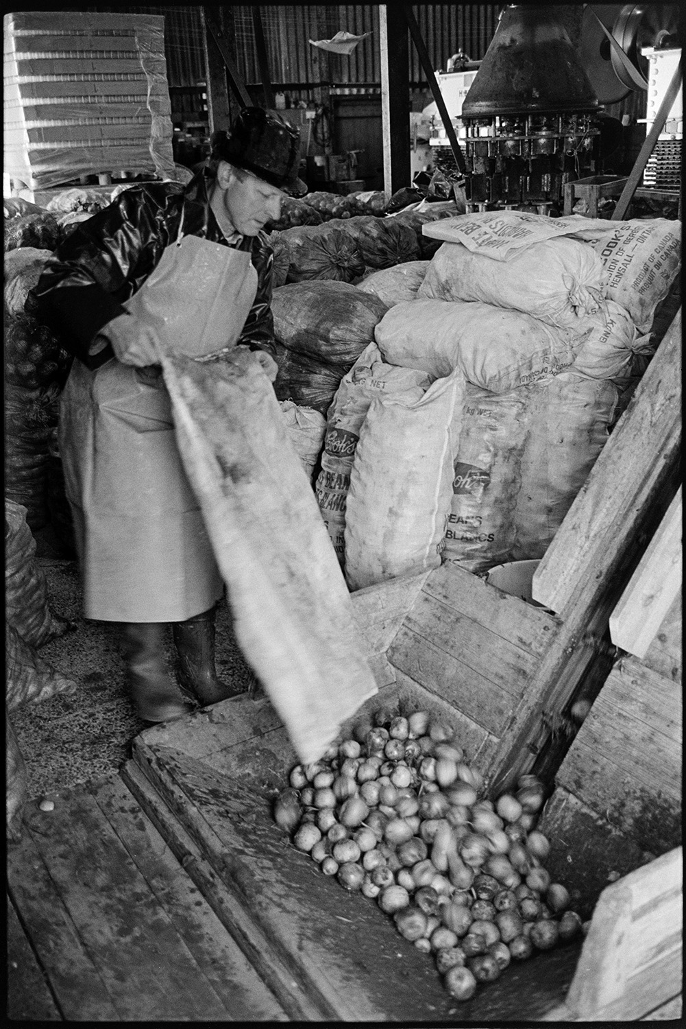 Cider making, men operating cider press in factory. 
[A man emptying a sack of apples into a crusher at Hancock's cider factory at Clapworthy Mill, South Molton. Other sacks of apples can be seen in the background.]