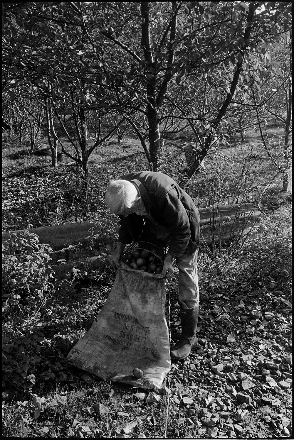 Cider making, men shaking trees and picking apples. 
[William Saunders emptying a basket of apples which he has picked, into a sack in an orchard at Hancock's cider factory at Clapworthy Mill, South Molton.]