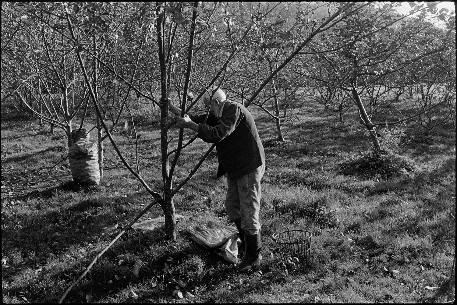 Cider making, men shaking trees and picking apples. 
[William Saunders shaking a tree to make apples fall to the ground in an orchard at Hancock's cider factory at Clapworthy Mill, South Molton. A basket is next to him and sacks of apples can be seen by a tree in the background.]