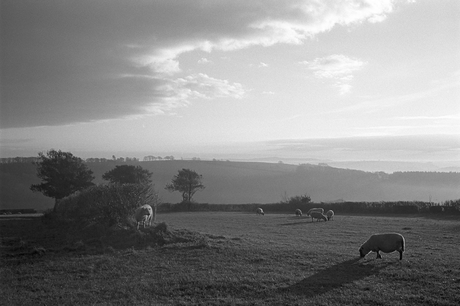 Morning landscape with sheep and cloud obscuring sun. 
[Sheep grazing in a field at Lakehead, Chulmleigh, in the morning. Clouds are in the sky above them, obscuring the sun. The background of fields and trees is hazy.]