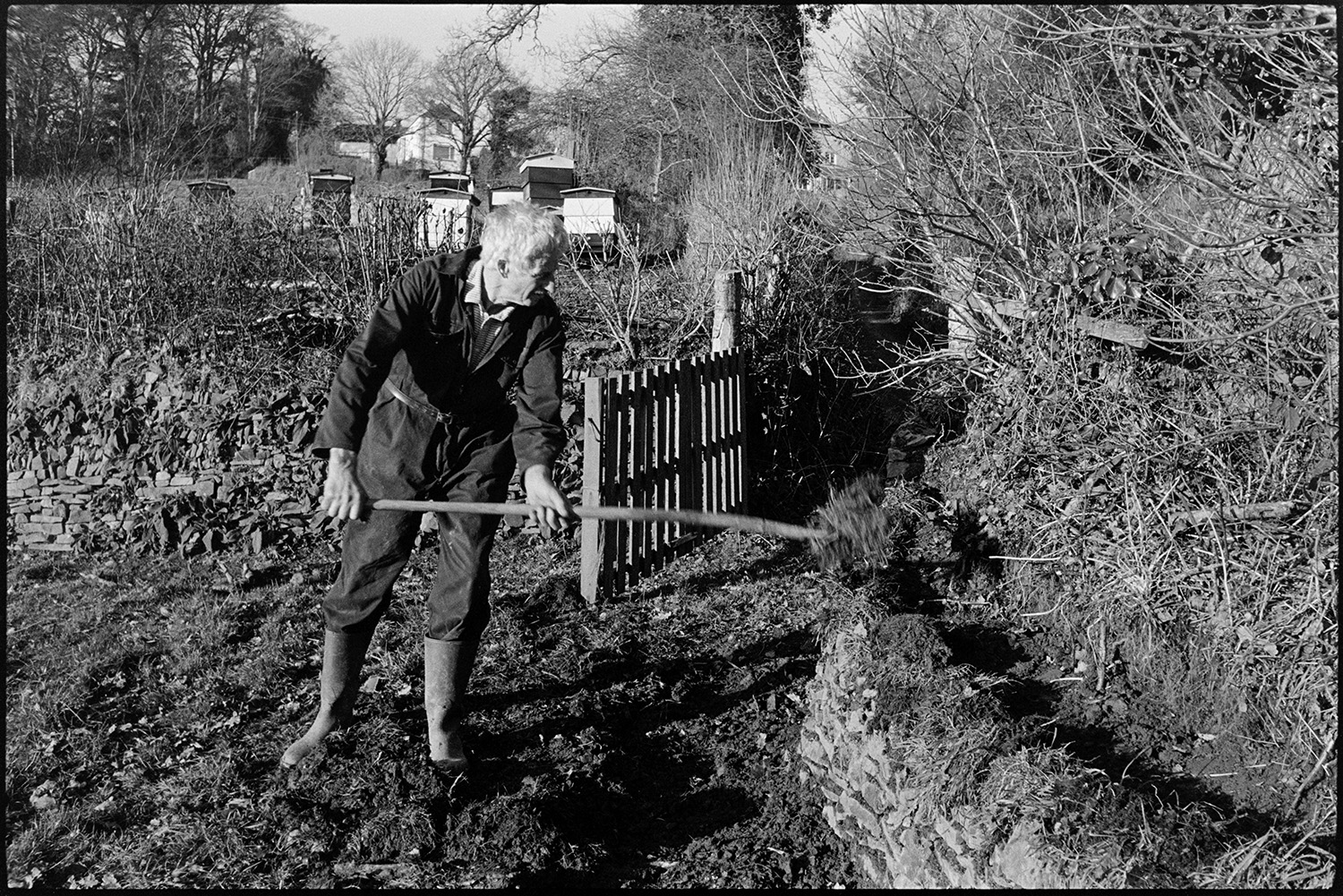 Man building hedge bank, putting earth on dry stone wall. 
[Geoff Darch building up a hedgebank with earth in a field at Chulmleigh. He is placing the earth on top of the dry stone wall at the bottom of the hedge with a spade. Bee hives can be seen in the background.]