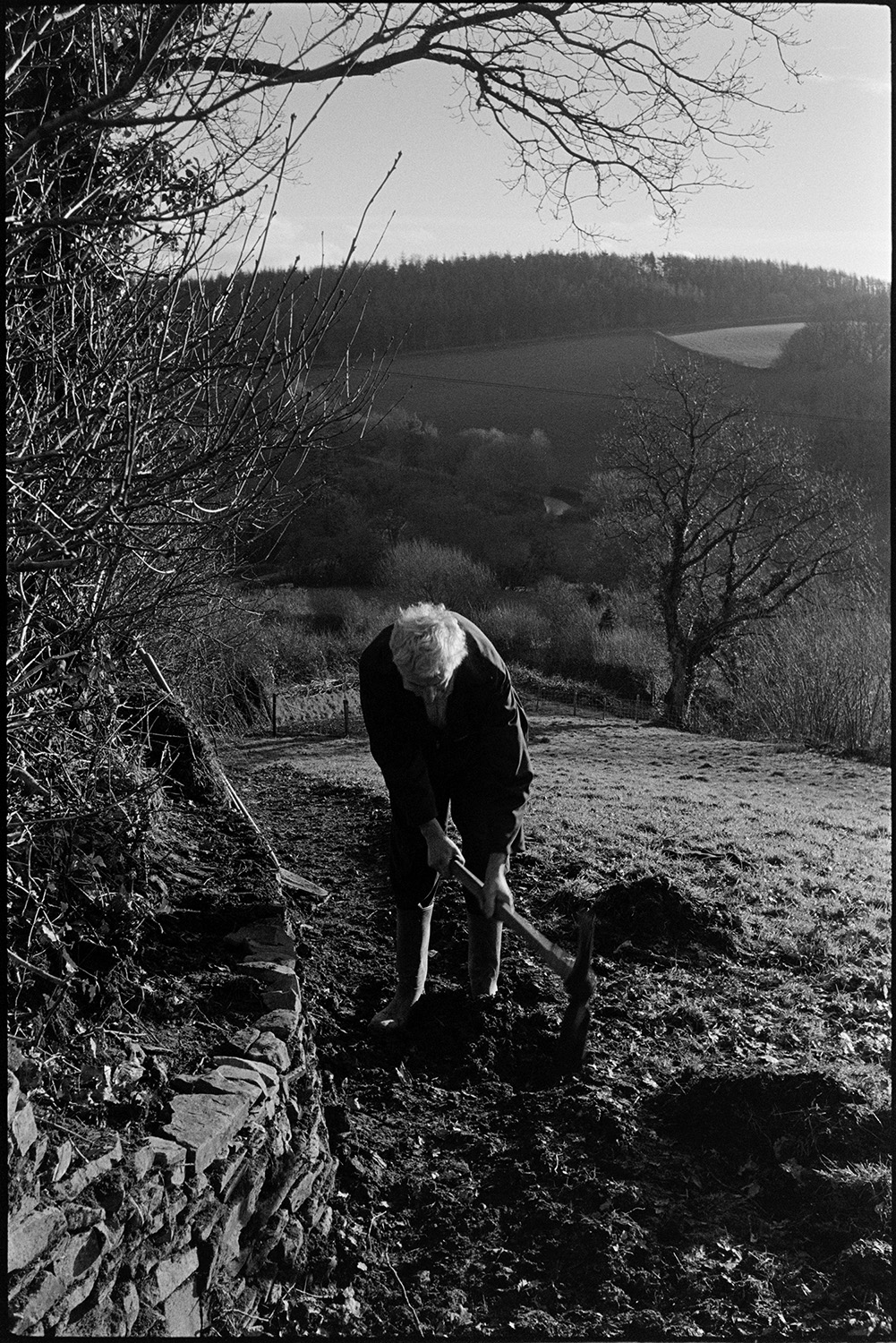 Man building hedge bank, putting earth on dry stone wall. 
[Geoff Darch building up a hedgebank by putting earth on top of a dry stone wall, in a field at Chulmleigh. He is using a pickaxe to break up the earth.]