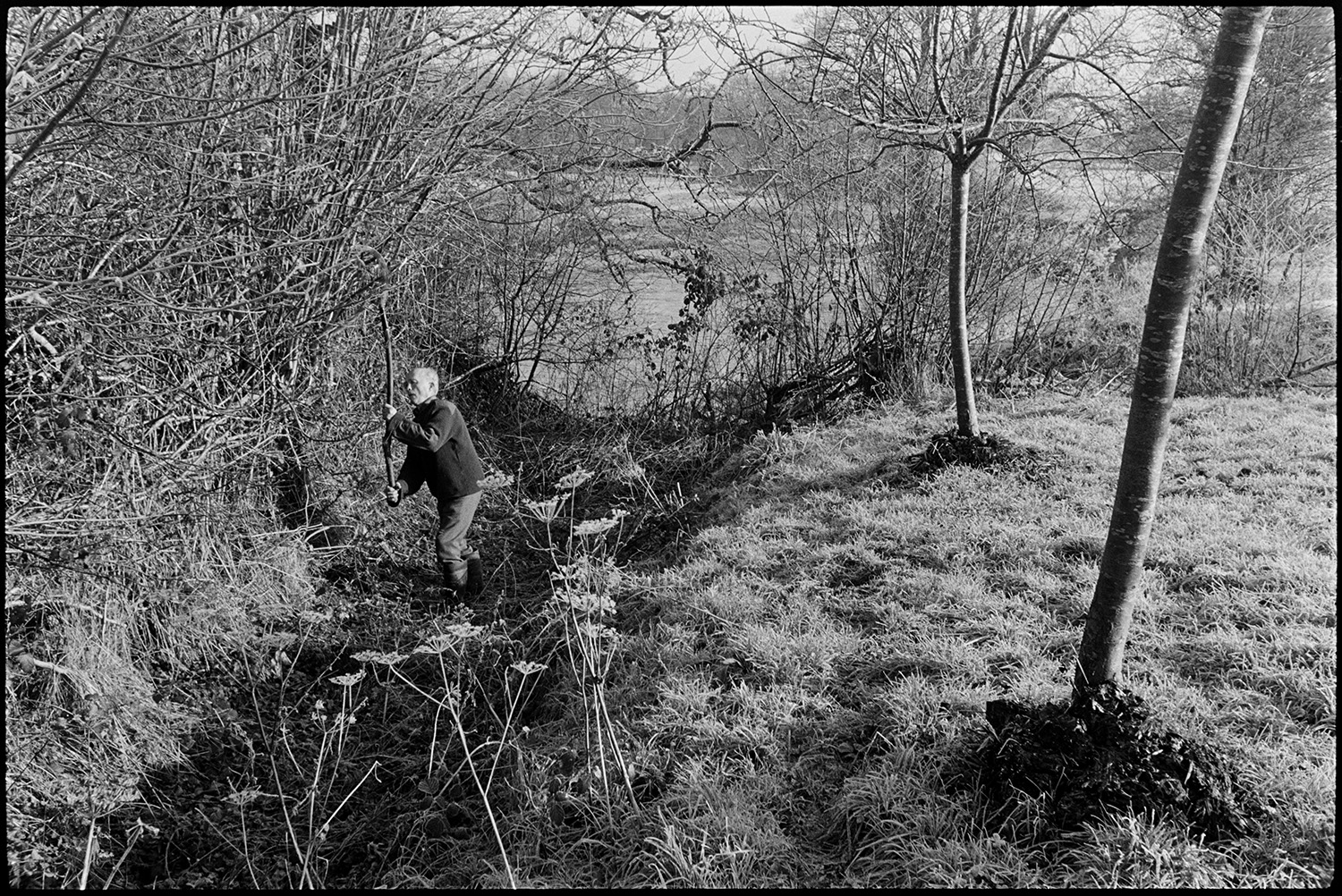 Orchards, Farmer laying hedge in frosty orchard, mill behind. 
[Bill Hammond chopping branches in a hedge before laying it by a frosty orchard at Rashleigh Mill, Bridge Reeve.]