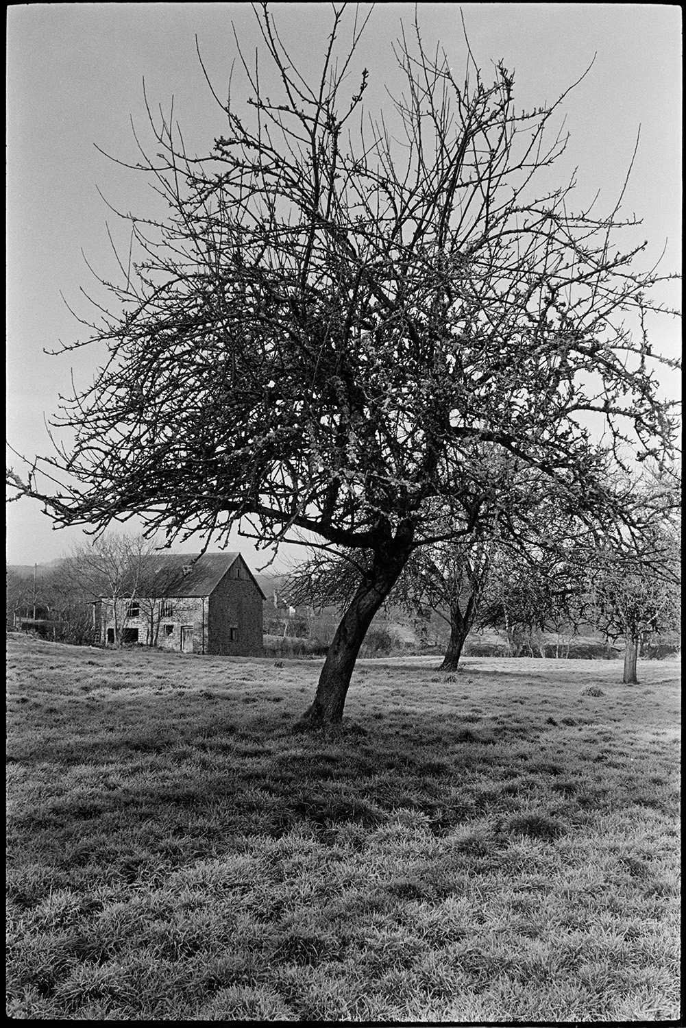 Orchards, Farmer laying hedge in frosty orchard, mill behind. 
[A frosty orchard at Rashleigh Mill, Bridge Reeve. The mill building can be seen in the background.]