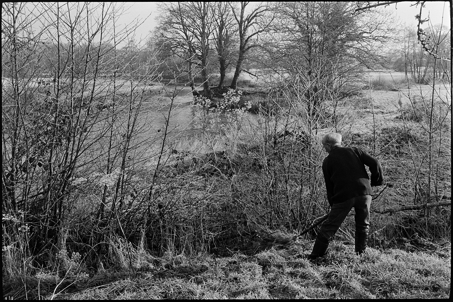 Orchards, Farmer laying hedge in frosty orchard, mill behind. 
[Bill Hammond clearing foliage by a hedge before laying it, in a field by the River Taw at Rashleigh Mill, Bridge Reeve.]