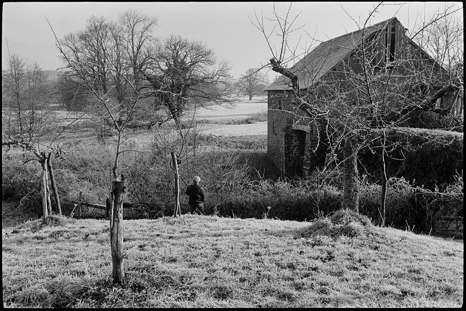 Orchards, Farmer laying hedge in frosty orchard, mill behind. 
[Bill Hammond laying a hedge in a frosty orchard at Rashleigh Mill, Bridge Reeve. The mill buildings can be seen in the background.]