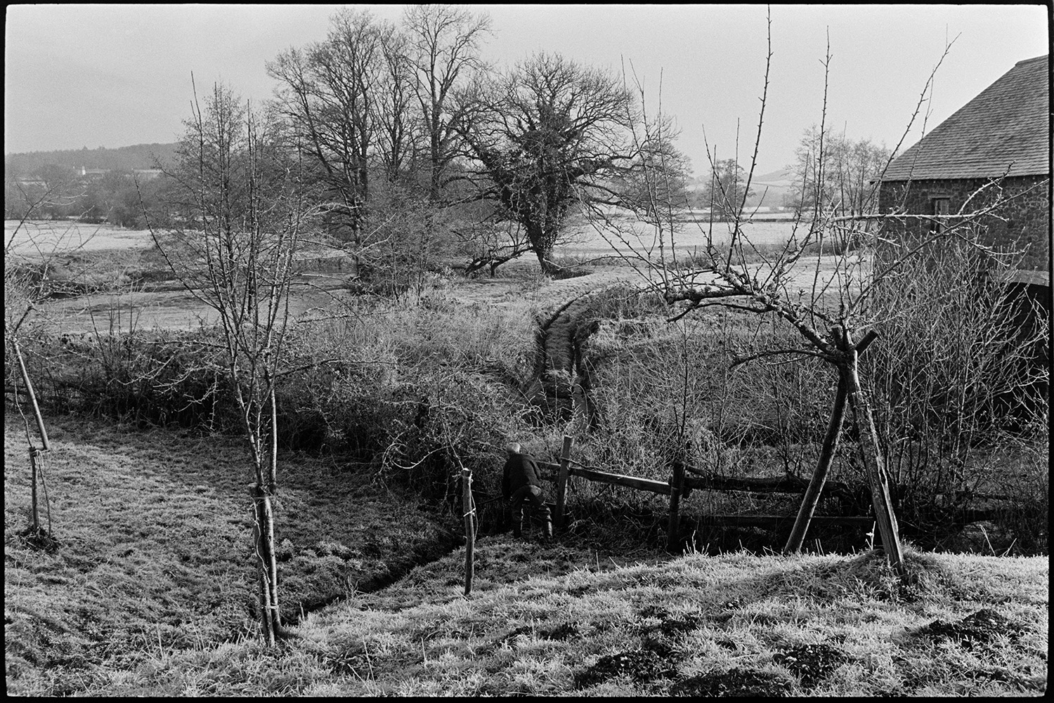 Orchards, Farmer laying hedge in frosty orchard, mill behind. 
[Bill Hammond laying a hedge by a fence in an orchard at Rashleigh Mill, bridge Reeve. The mill building and a track can be seen behind the field and the river Taw is visible in the background.]