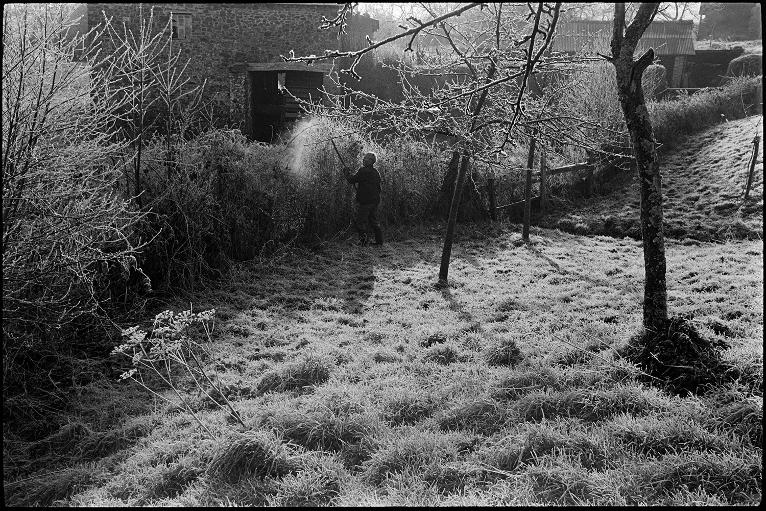 Orchards, Farmer laying hedge in frosty orchard, mill behind. 
[Bill Hammond laying a hedge in a frosty orchard at Rashleigh Mill, Bridge Reeve. The mill building and sheds can be seen in the background.]
