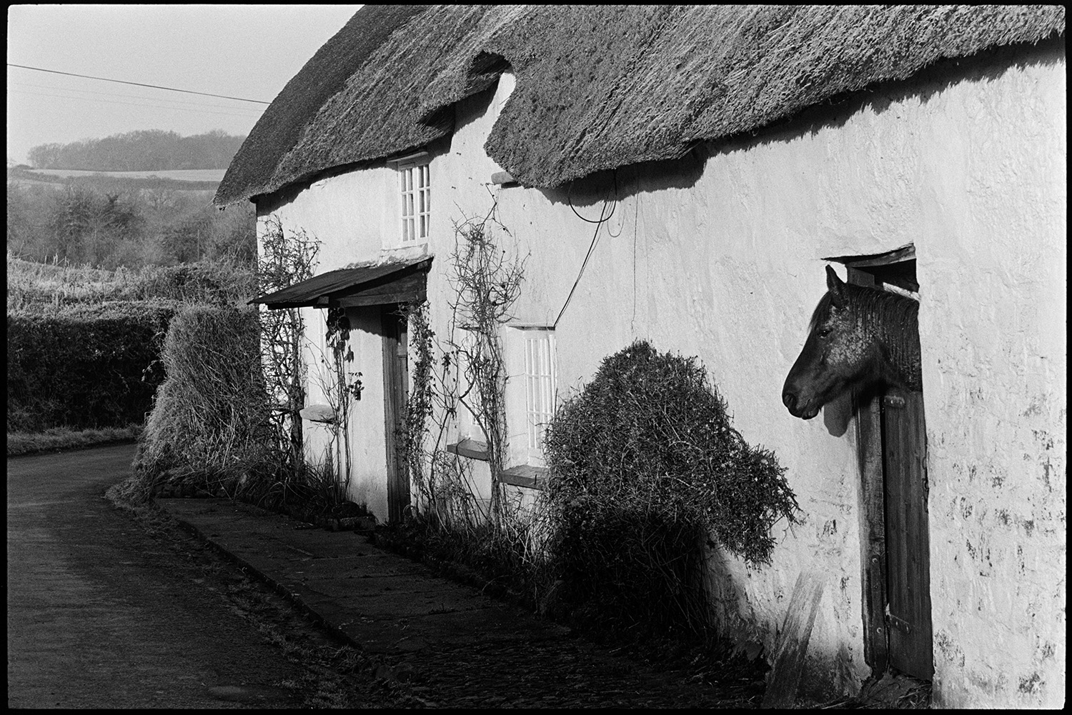 Horse looking out of stable door of thatch and cob farmhouse early morning light. 
[A horse looking out of a stable door in a cob and thatch farmhouse at Rashleigh Mill, Bridge Reeve. Various plants are growing up the wall of the house.]