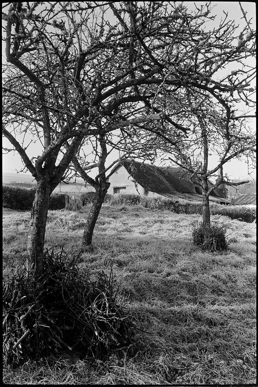 Orchards, prunings in bundle under tree. 
[Apple tree prunings piled around the trunks of trees in an orchard at Rashleigh Mill, Bridge Reeve. A cob and thatch farmhouse can be seen in the background.]
