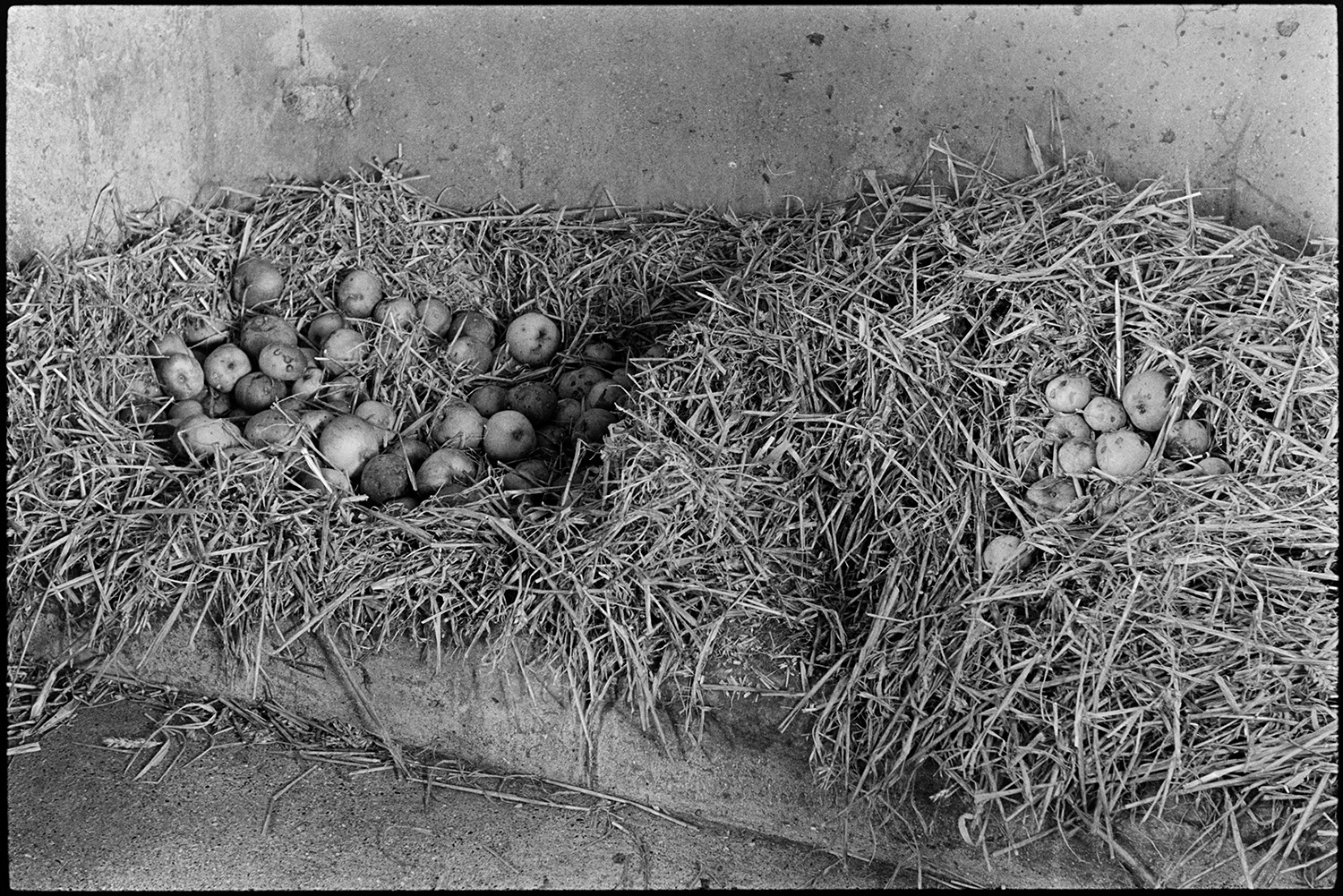 Orchards, apples in straw. 
[Apples on a bed of straw in a barn above Chantry, Atherington.]