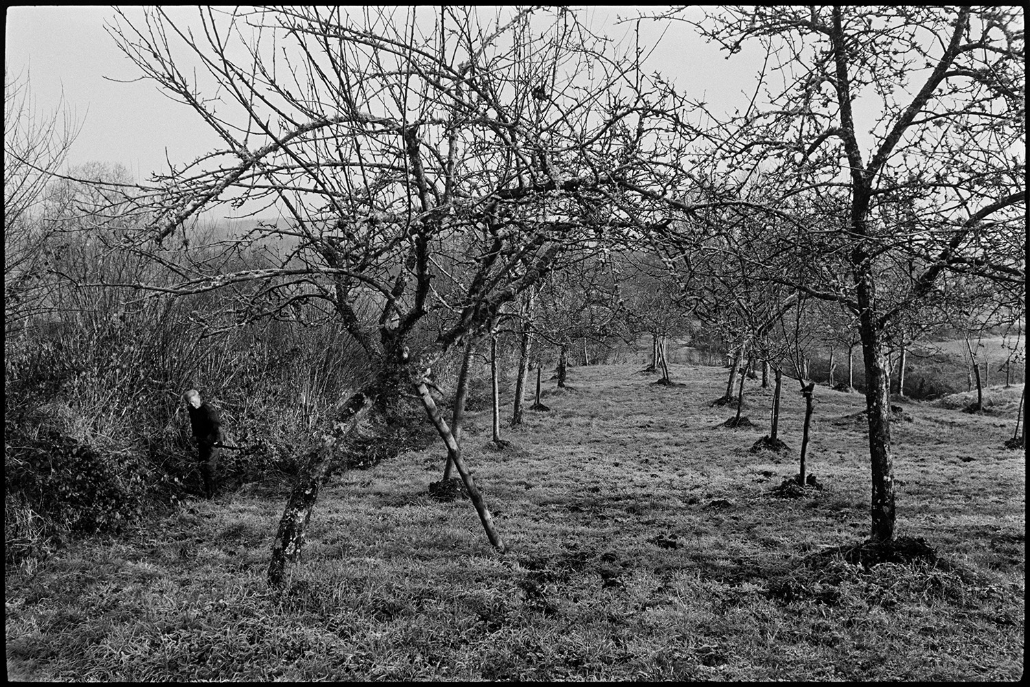 Orchards, Farm cider orchard. 
[Bill Hammond walking along a hedgerow by a cider orchard at Rashleigh Mill, Bridge Reeve.]