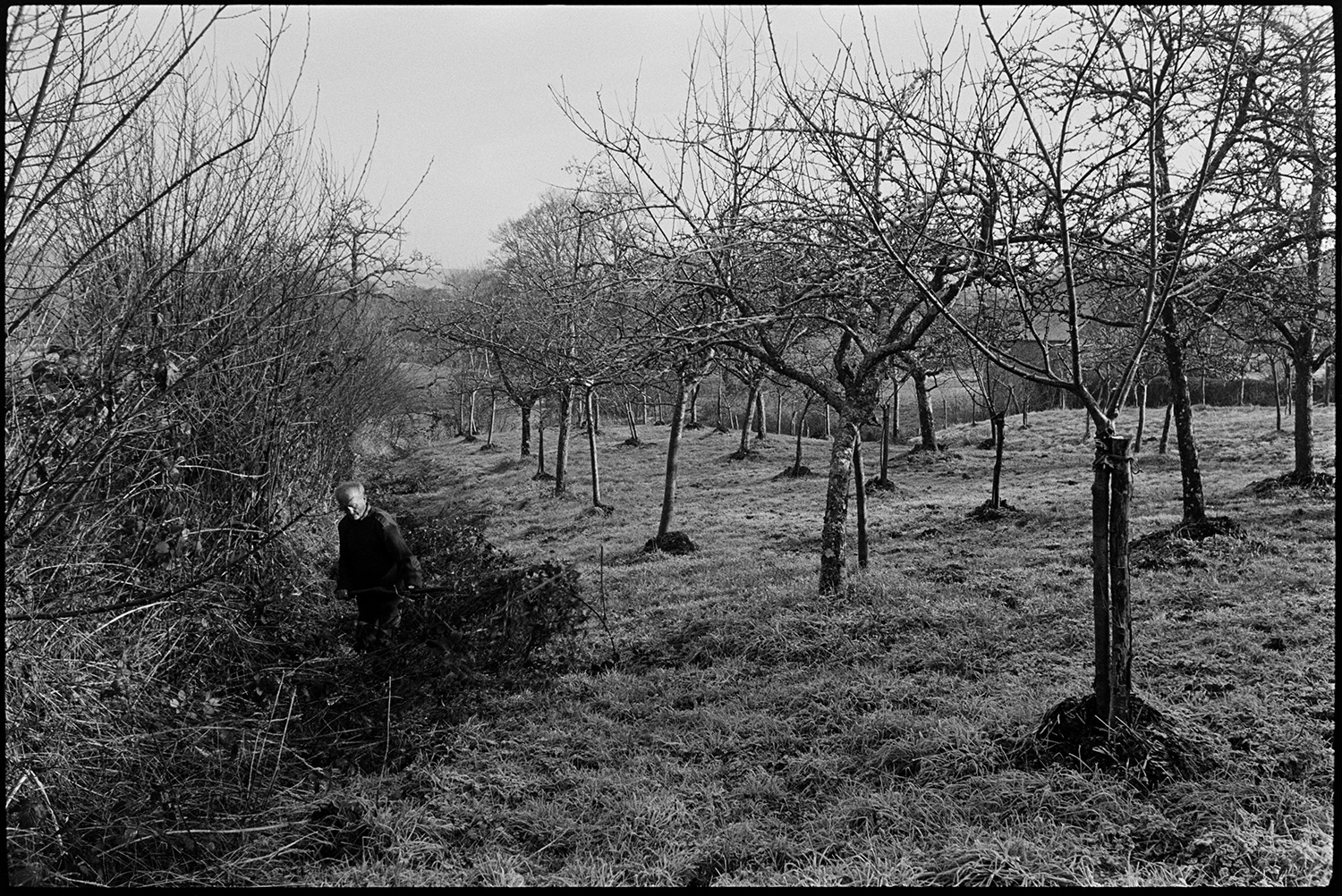 Orchards, Farm cider orchard. 
[Bill Hammond trimming a hedgerow by a cider orchard at Rashleigh Mill, bridge Reeve.]