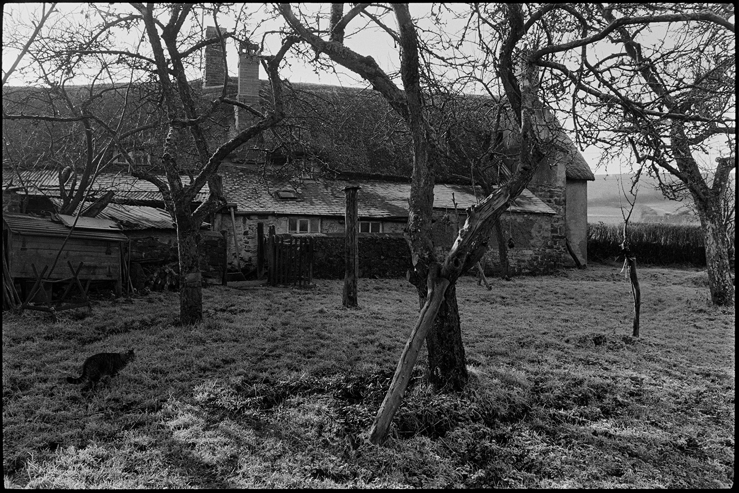Orchards, Farm cider orchard. 
[A cat in a cider orchard at Rashleigh Mill, Bridge Reeve. A thatch and cob farmhouse can be seen in the background.]