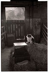 Stray cat in a barn above Chantry by James Ravilious