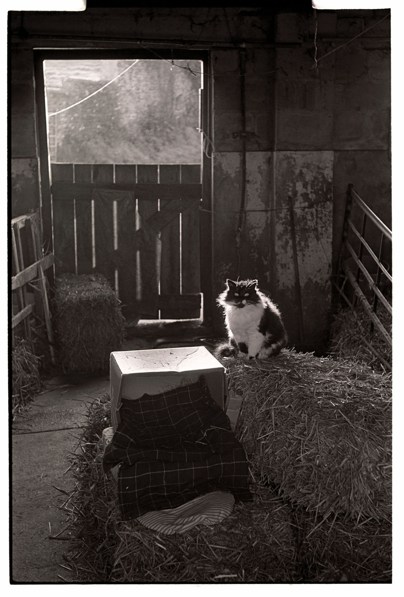Stray cat in barn with palace put there by farmer. 
[A stray cat sat on a hay bales in a barn above Chantry, Atherington. The bed and blanket was put there for it by the farmer.]