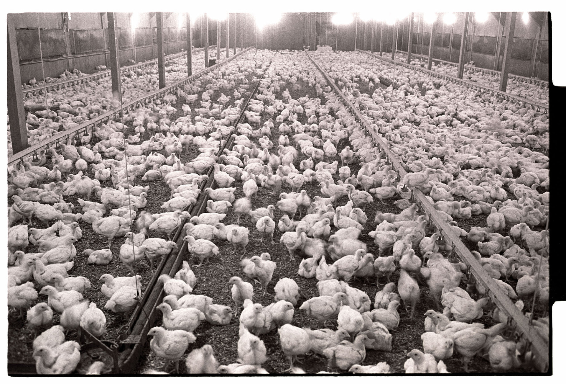 Interior of poultry breeding shed, hundreds of pullets! 
[The interior of a deep litter chicken rearing shed at Middlemore, North Tawton.]