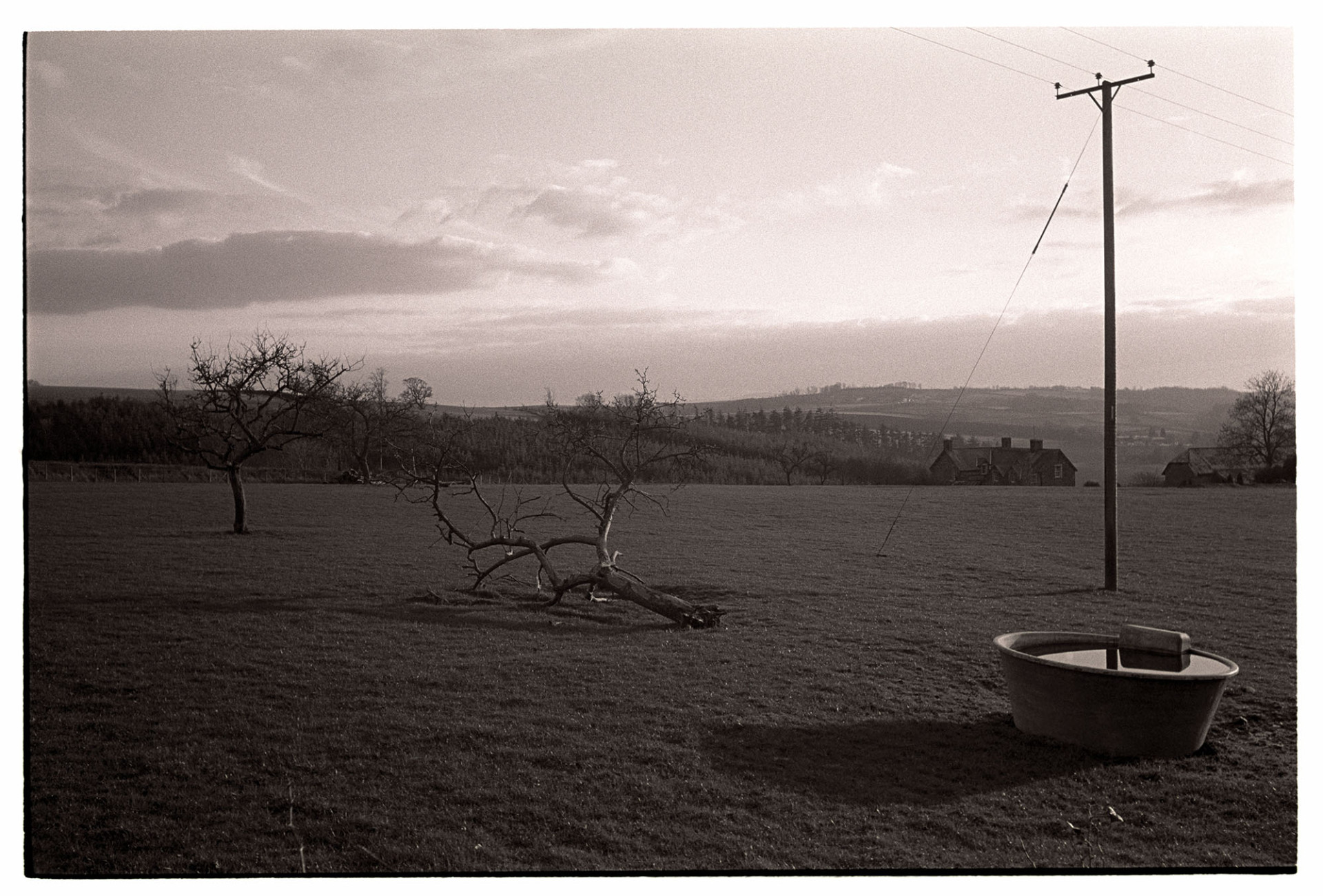 Orchards, remains of cider orchard. 
[The remains of a cider orchard with a fallen tree and old tin bath in a field near Eggesford. A telegraph pole is also in the field and a farmhouse is visible in the background.]