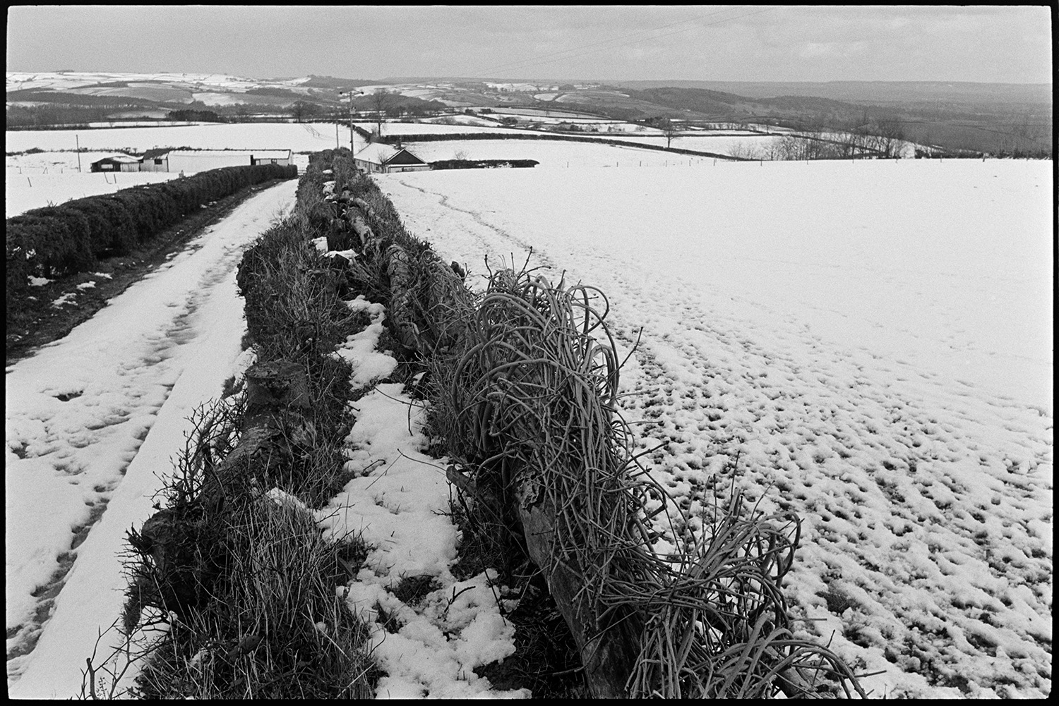 Snow, hedge laid like basket against snowy fields. 
[A view taken from above a laid hedge of surrounding snow covered fields an a lane near Knowstone, Exmoor. Farm buildings can also be seen in the background.]
