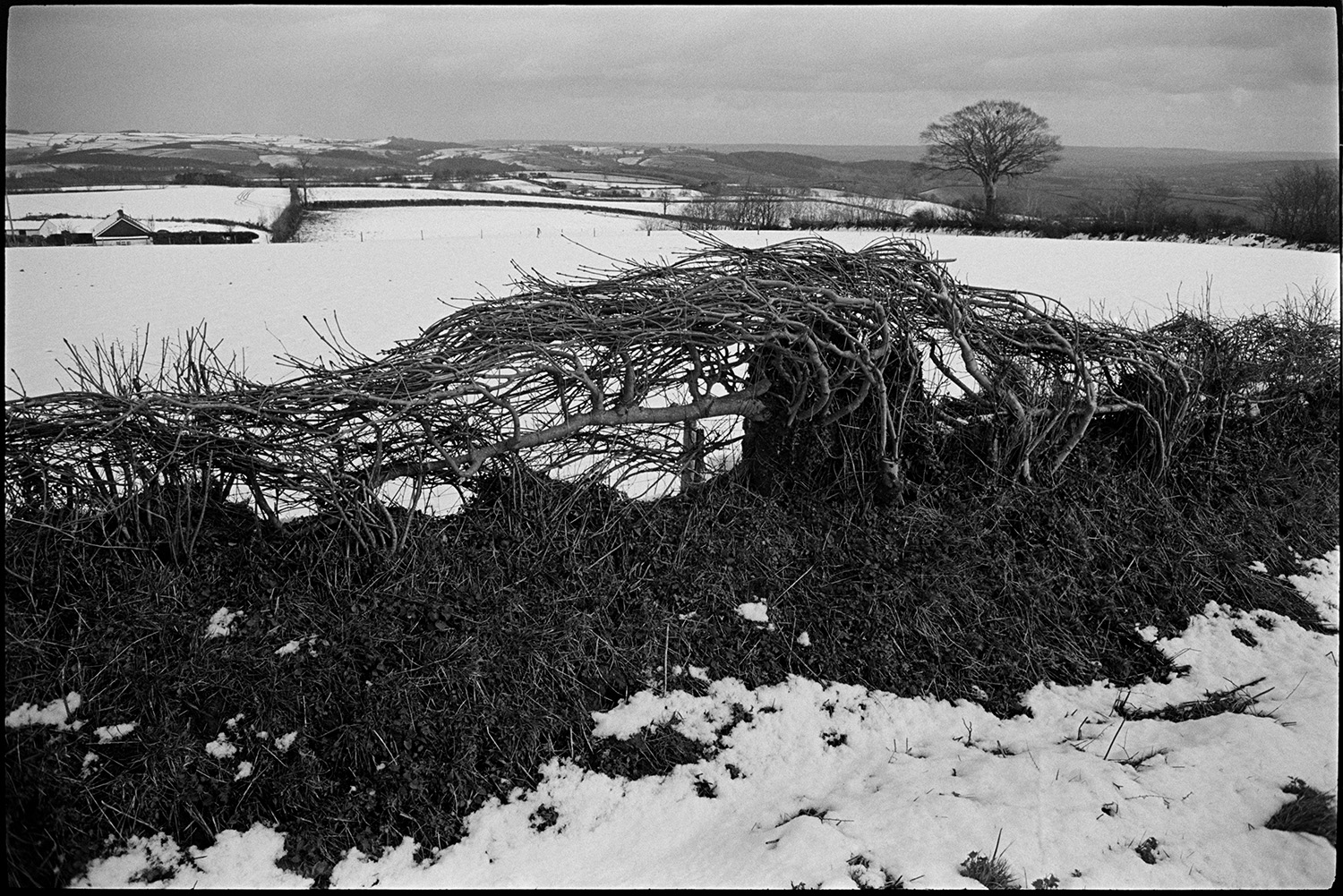 Snow, hedge laid like basket against snowy fields. 
[A laid hedge surrounded by a landscape of snow covered fields and trees near Knowstone, Exmoor. A farm can be seen in the background.]