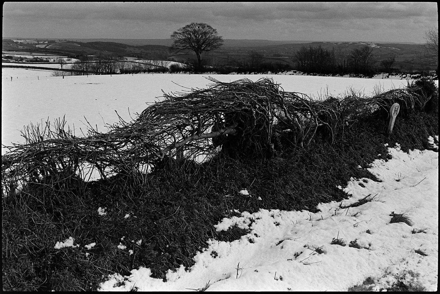 Snow, hedge laid like basket against snowy fields. 
[A laid hedge surrounded by a landscape of snow covered fields and trees near Knowstone, Exmoor.]