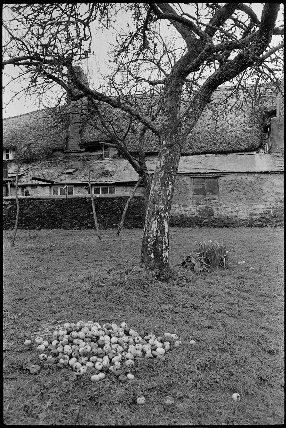 A pile of apples under a tree in an orchard at Rashleigh Mill, Bridge Reeve. A thatch and cob farmhouse can be seen in the background.