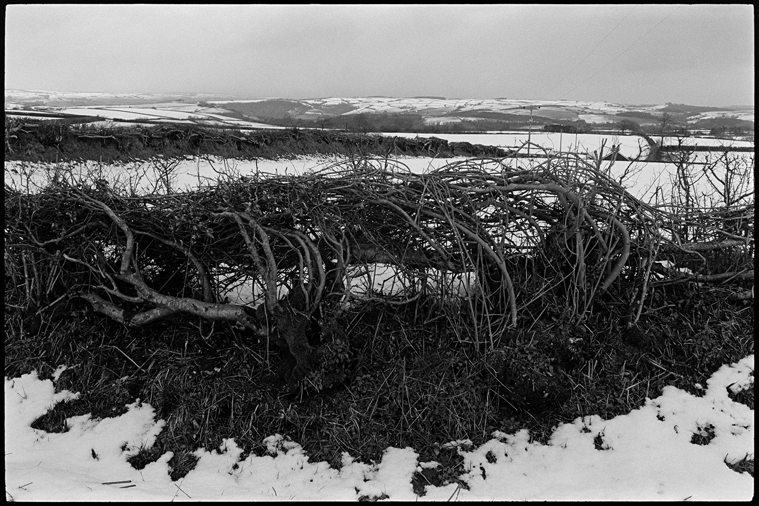 Snow, hedge laid like basket against snowy fields. 
[A laid hedge surrounded by a landscape of snow covered fields near Knowstone, Exmoor.]