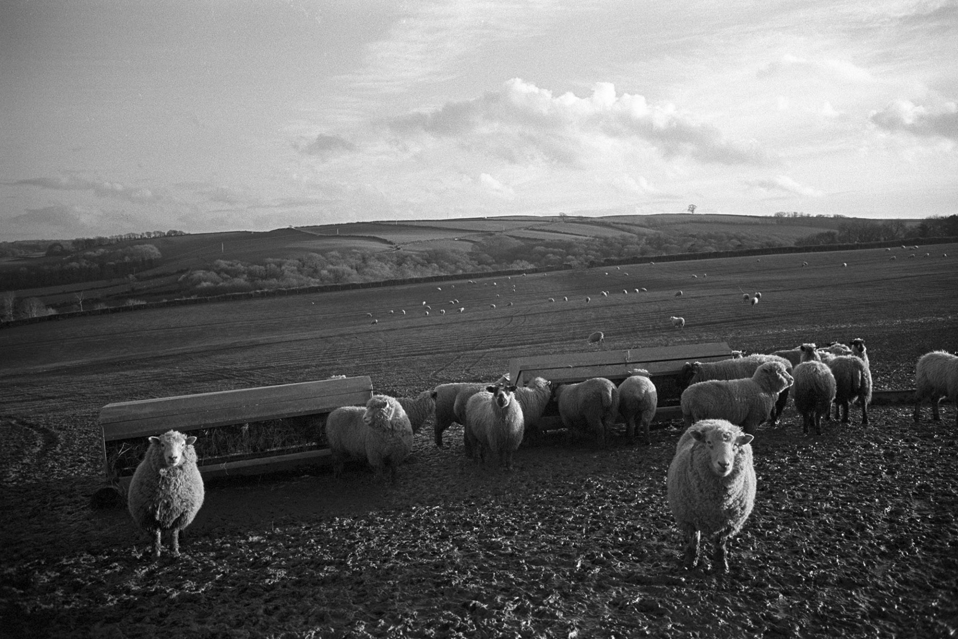 Sheep in muddy field, hoping to be fed. 
[A flock of sheep in a muddy field near Ashreigney. They are stood by two haystacks waiting to be fed.]
