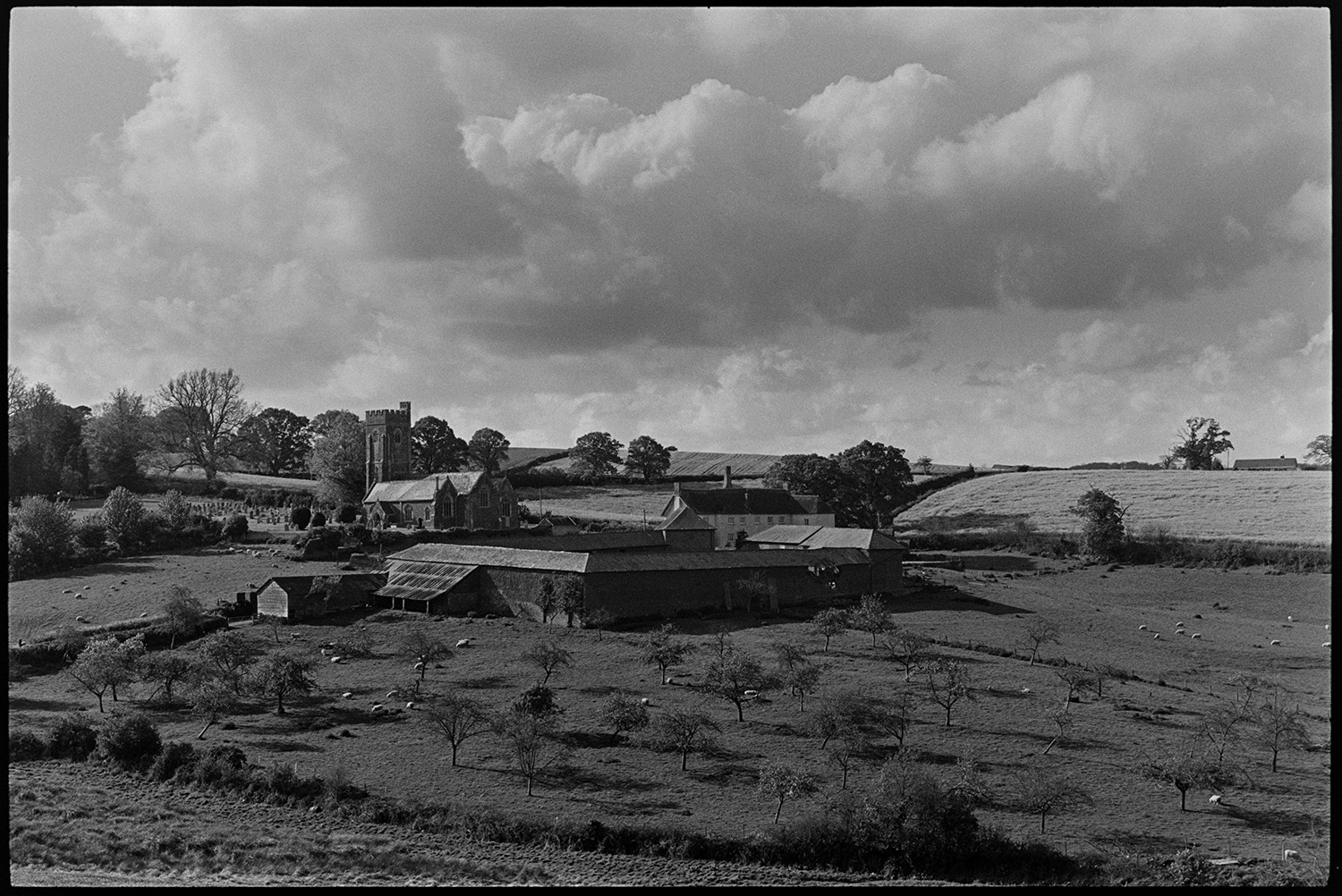 Orchards, farm orchard.
[Apple orchard and fields at The Barton, Shobrooke, near Crediton. There are sheep in the orchard and adjoining field. There is a large range of farm buildings with the Barton farmhouse and Shobrooke Church in the background, and stormy clouds above.]