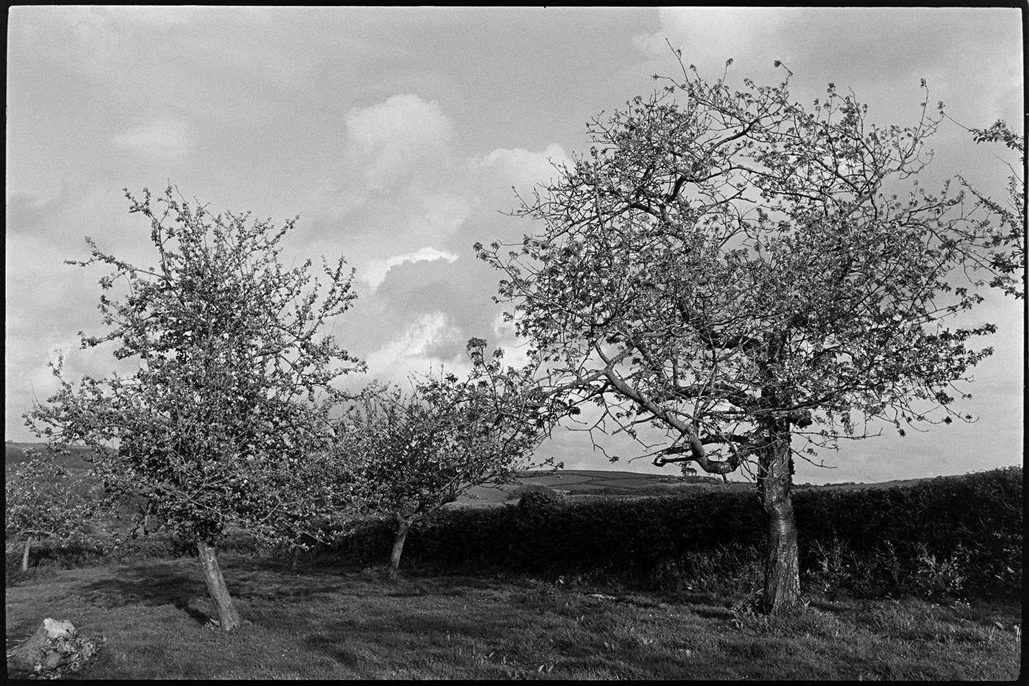Orchards, mazzard cherry trees in old orchard.
[Mazzard cherry trees in an old orchard near Atherington.]