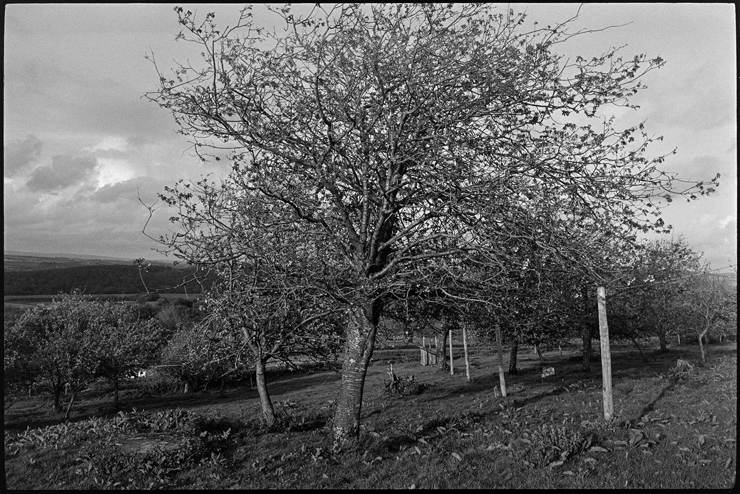 Orchards, Mazzard cherry trees.
[Mazzard cherry trees in an old orchard near Atherington with a wooded landscape in the background.]