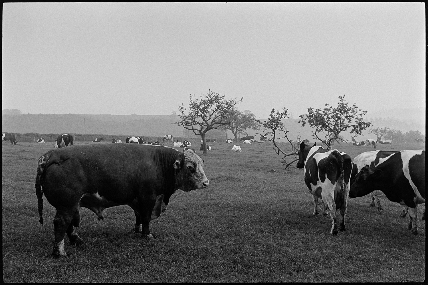 Orchards, bull and cows in former orchard.
[A bull standing with a herd of cows in a former orchard near Eggesford. A misty landscape is in the background.]
