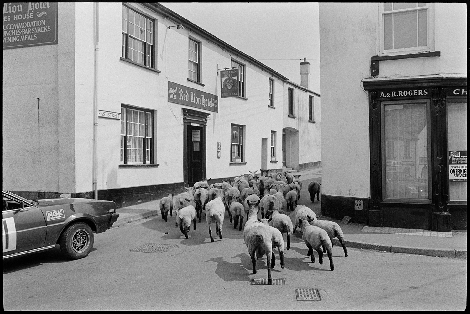 Sheep in street with Pub.
[A flock of shorn sheep with lambs walking up East Street in Chulmleigh with the Red Lion Hotel on one side of the road and the chemist A. & R. Rogers on the other. A car is waiting on the corner.]