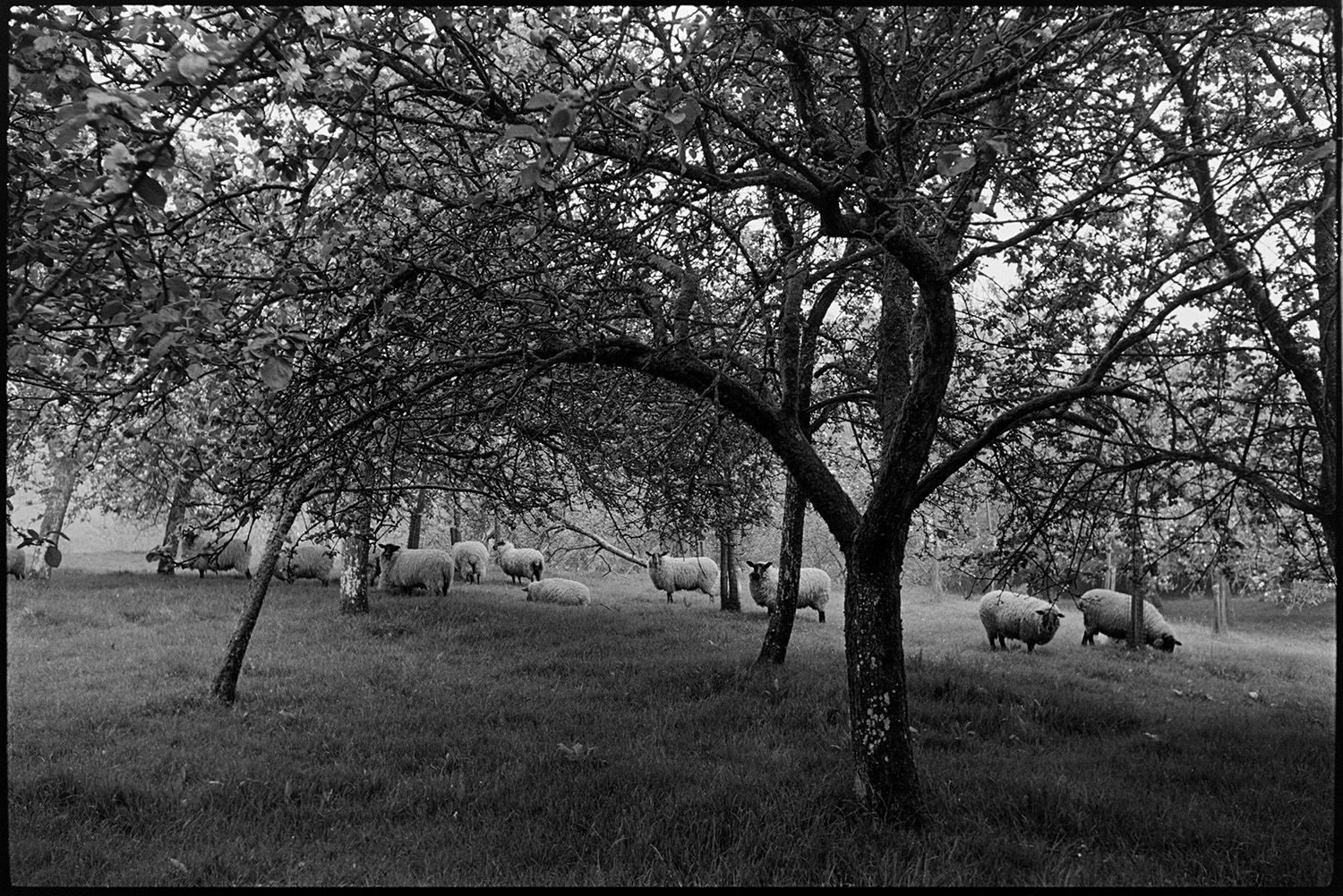 Orchards, sheep grazing.
[A flock of sheep grazing under the apple trees in an orchard at Church Farm, Chawleigh.]