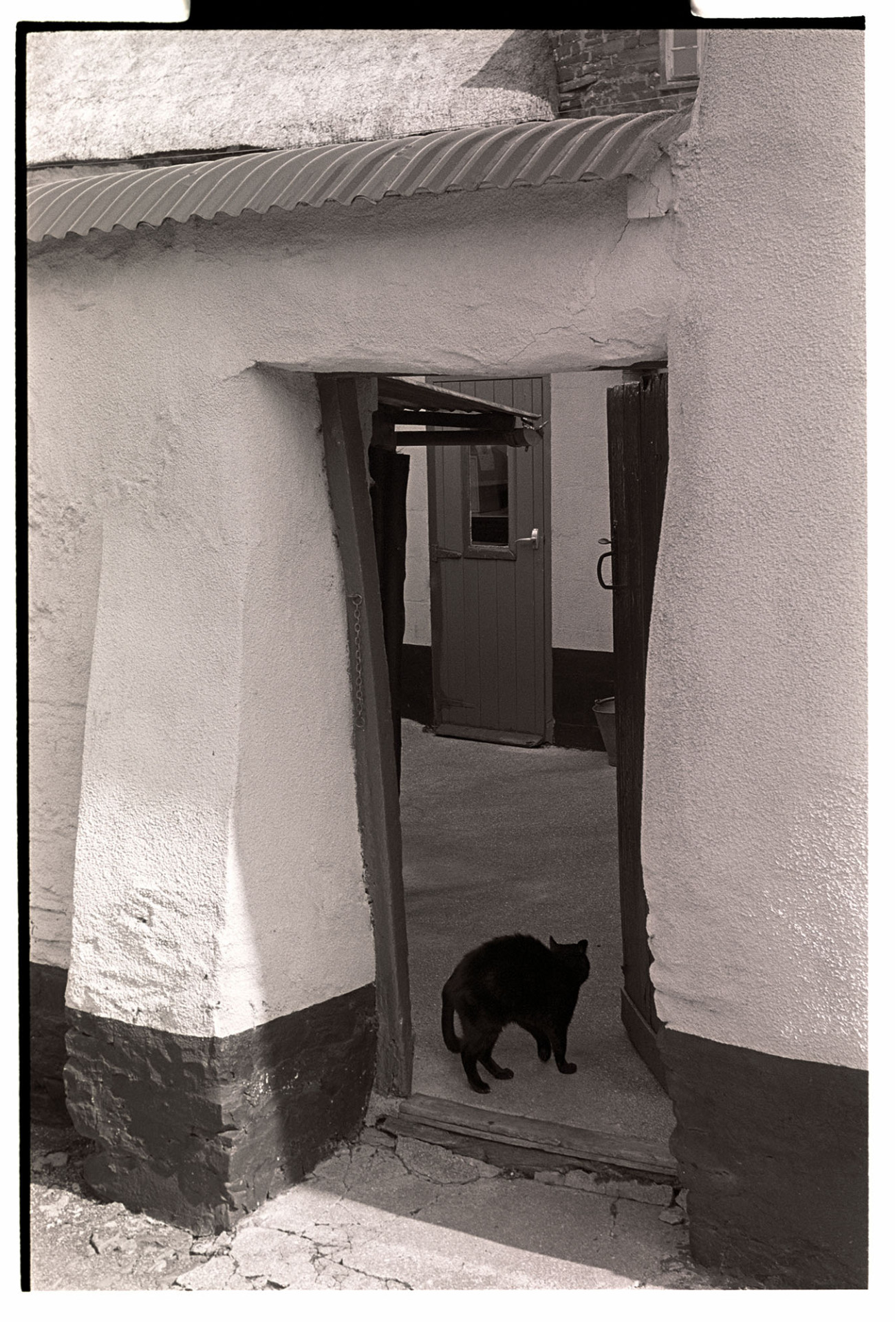 Doorway in cob wall, with cat stretching. 
[A cat stretching in the open doorway of a cob wall at The Cott, New Street, Chulmleigh.]